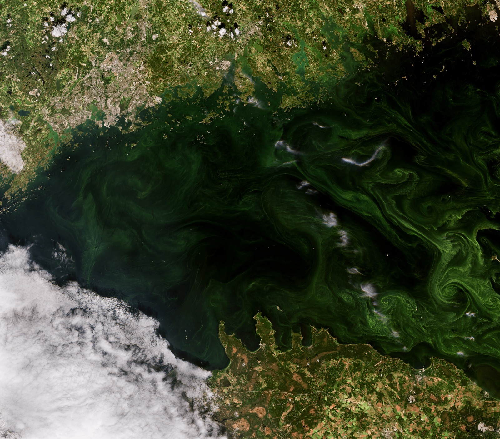 Blooms in the Gulf of Finland seen from space. Credit: ESA